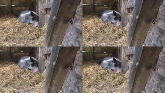 猪圈里的母猪高清在线视频素材下载