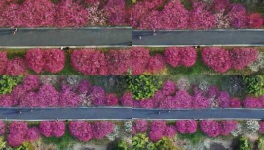 春天开满鲜花的道路公路前进的道路高清在线视频素材下载