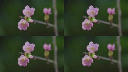 春天粉色樱花早樱花卉高清在线视频素材下载