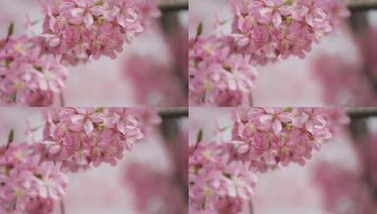 4K高清春天粉色樱花高清在线视频素材下载