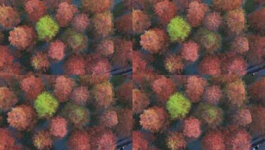 秋天的水杉公园实拍高清在线视频素材下载