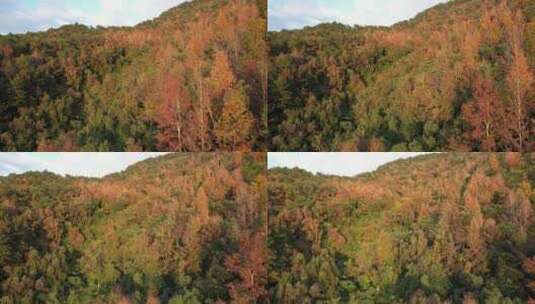 红枫树林航拍，枫叶红了，红枫叶高清在线视频素材下载