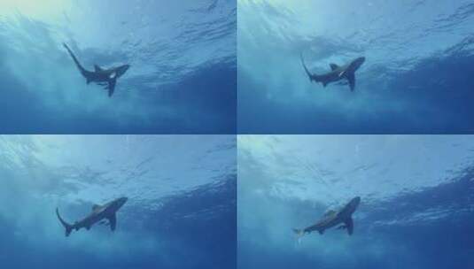 鲨鱼在大海里遨游高清在线视频素材下载