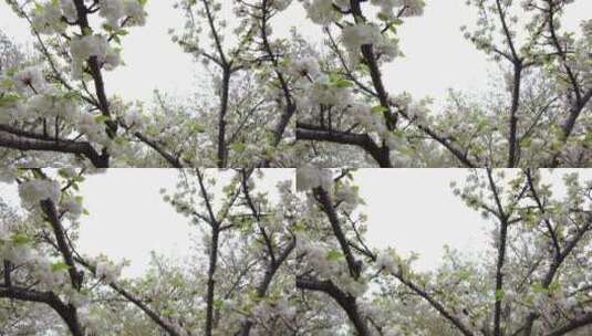 樱花意境樱花谷4K实拍高清在线视频素材下载