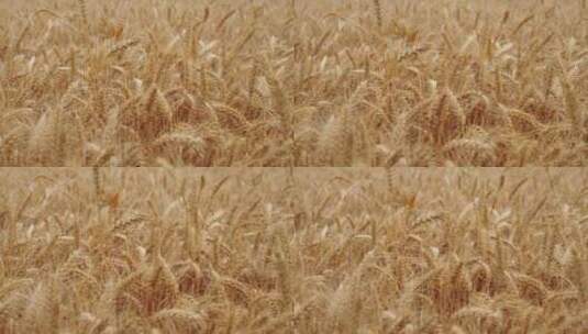 成熟的麦子麦穗高清在线视频素材下载