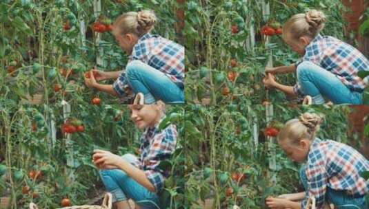 女孩在菜园里摘西红柿高清在线视频素材下载