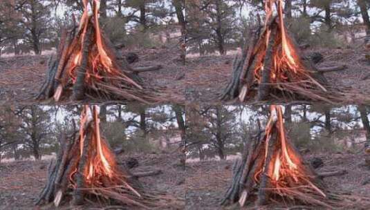 森林中篝火的特写高清在线视频素材下载
