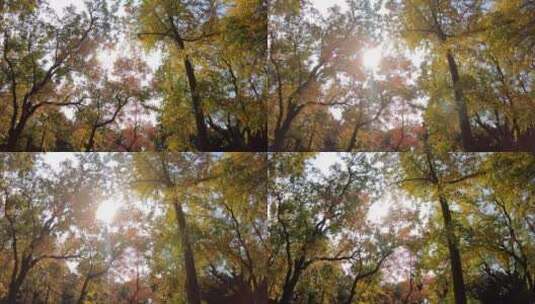 升格拍摄阳光穿过秋季的树林高清在线视频素材下载