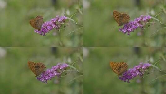 春天蝴蝶花朵特写高清在线视频素材下载
