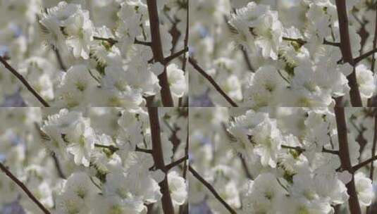 【镜头合集】白色花朵花瓣桃花梅花高清在线视频素材下载