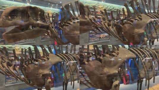 考古化石中的恐龙骨骼高清在线视频素材下载