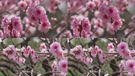 【镜头合集】植物园桃花粉色花朵鲜花高清在线视频素材下载