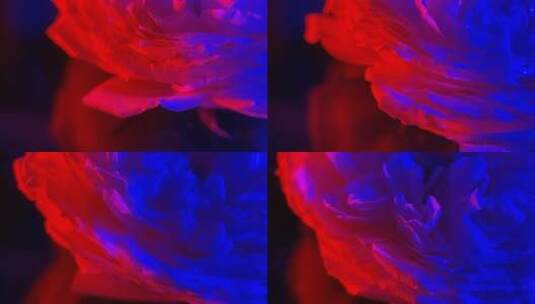 红蓝光梦幻旋转花朵高清在线视频素材下载