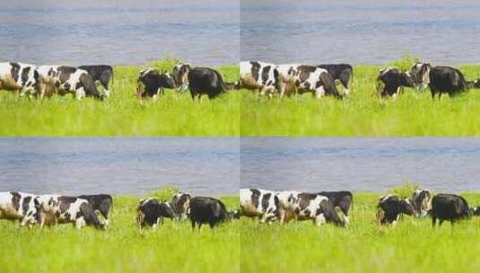 湖边的奶牛高清在线视频素材下载