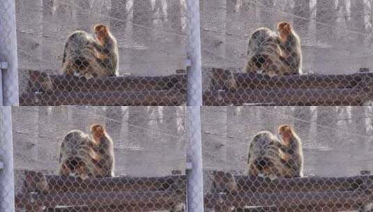保护动物金丝猴长臂猿动物园高清在线视频素材下载