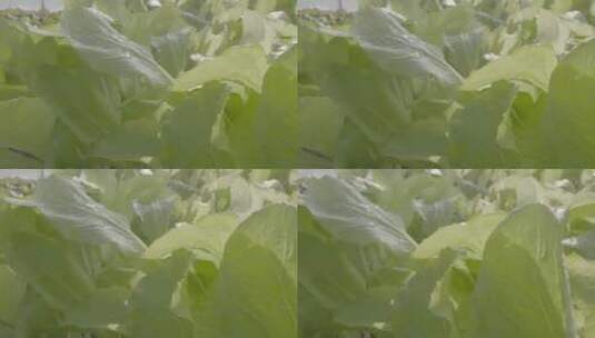 白菜育苗微距滑轨拍摄LOG素材高清在线视频素材下载