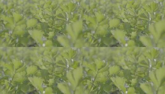 芹菜温室生长微距轨道拍摄LOG素材高清在线视频素材下载