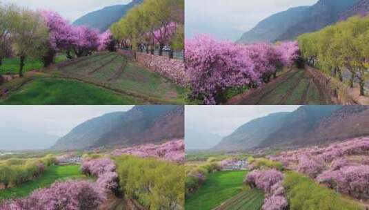 西藏风光视频林芝桃花节成片的粉红桃花高清在线视频素材下载