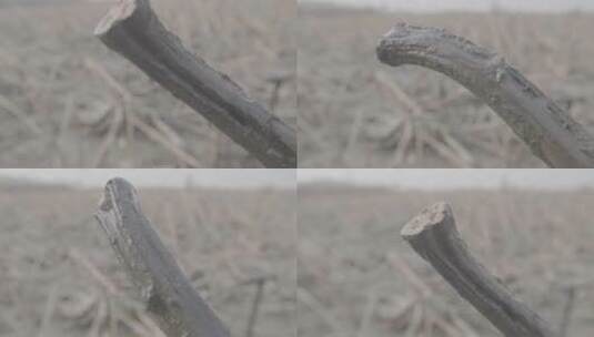 藕农挖藕慢镜头LOG视频素材高清在线视频素材下载