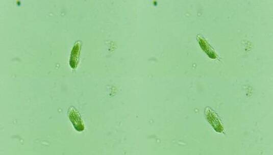 科研素材 细胞微生物原生生物 3 高清在线视频素材下载