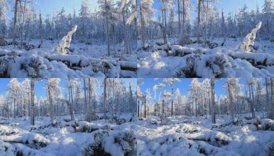 大兴安岭冬季雪林雾凇景观高清在线视频素材下载