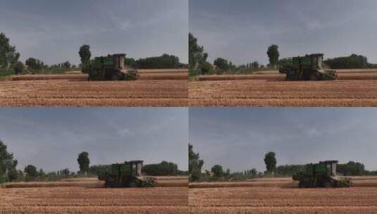 麦田小麦麦穗农业绿色丰收田野粮食丰收收割高清在线视频素材下载