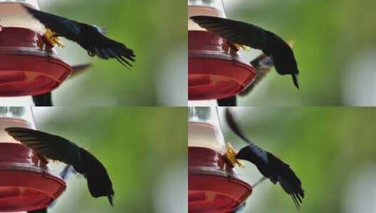 蜂鸟喝人造花马提尼克岛花蜜高清在线视频素材下载