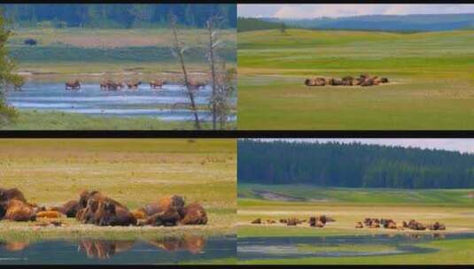 内蒙古大草原上成全的野牛牦牛角牛高清在线视频素材下载