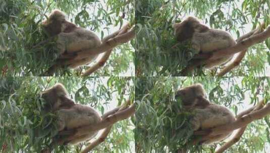 树袋熊在树上吃桉叶高清在线视频素材下载