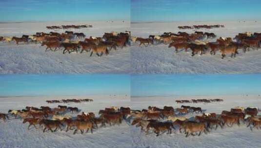 呼伦贝尔草原冬天的蒙古马-007高清在线视频素材下载