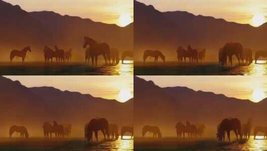 夕阳下的马高清在线视频素材下载