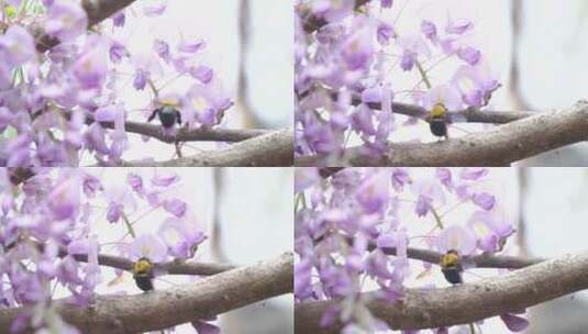 大黑蜂紫藤花中采蜜慢镜头高清在线视频素材下载
