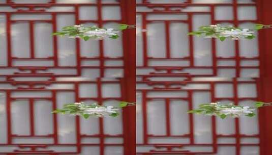 慢镜头下故宫颐和轩前的海棠花开高清在线视频素材下载