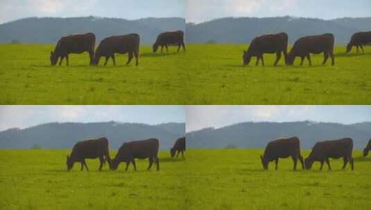 健康的牛高清在线视频素材下载
