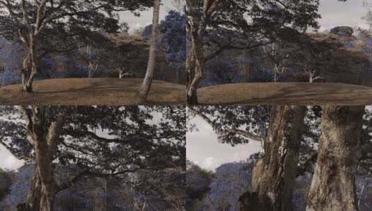 在森林里_袖珍相机拍到了青花树的一根树枝_高清在线视频素材下载