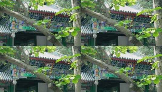 北京颐和园长廊邀月门高清在线视频素材下载