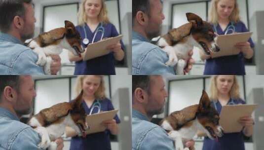 在给宠物检查的兽医高清在线视频素材下载