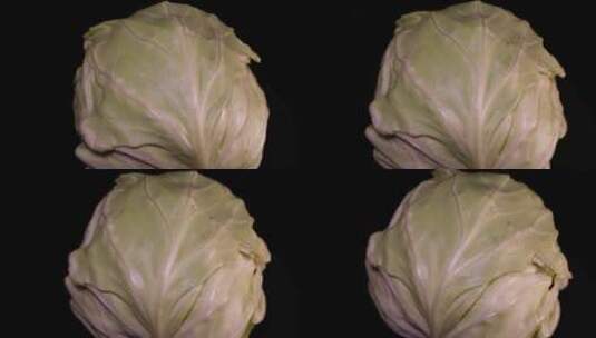 嘎达白圆白菜包菜蔬菜高清在线视频素材下载