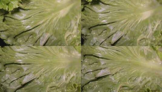 生菜罗马生菜菜叶子高清在线视频素材下载