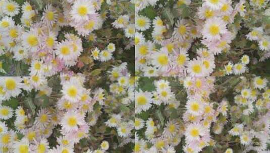 大自然白菊菊花高清在线视频素材下载