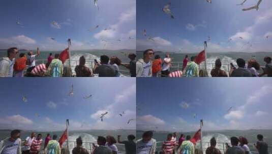 海鸥海鸟跟着行驶的轮船后海洋风光高清在线视频素材下载