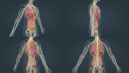 3D三维人体解剖动画高清在线视频素材下载