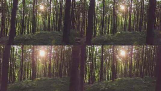 阳光透过森林照射树木高清在线视频素材下载
