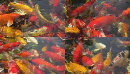 池塘里的锦鲤高清在线视频素材下载