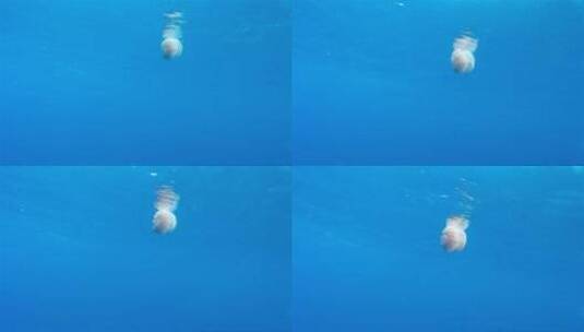 大型水母漂浮在水面上高清在线视频素材下载