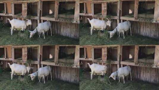 两只白色山羊在围场吃草。畜牧业的特写高清在线视频素材下载