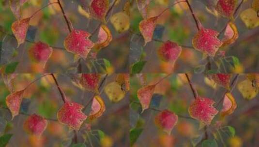 秋天的香樟树高清在线视频素材下载