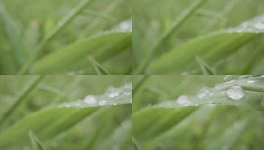 小草和植物叶子上的雨滴特写高清在线视频素材下载