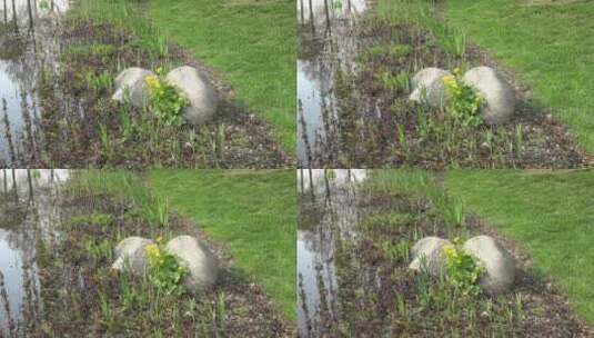 池塘岸边的石头特写高清在线视频素材下载