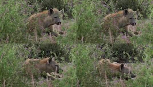草地上休息的鬣狗高清在线视频素材下载
